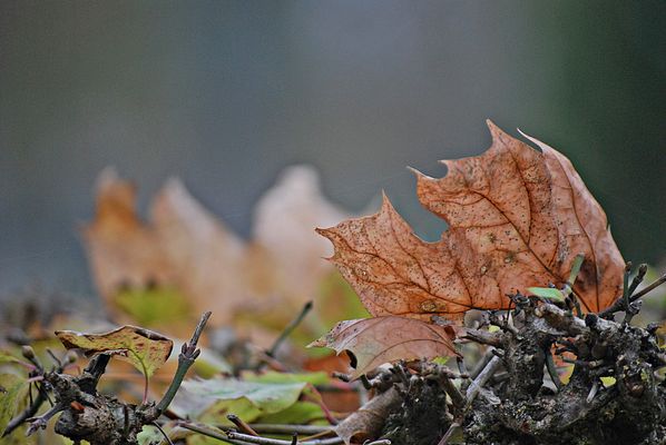 Ein Jahr neigt sich ...