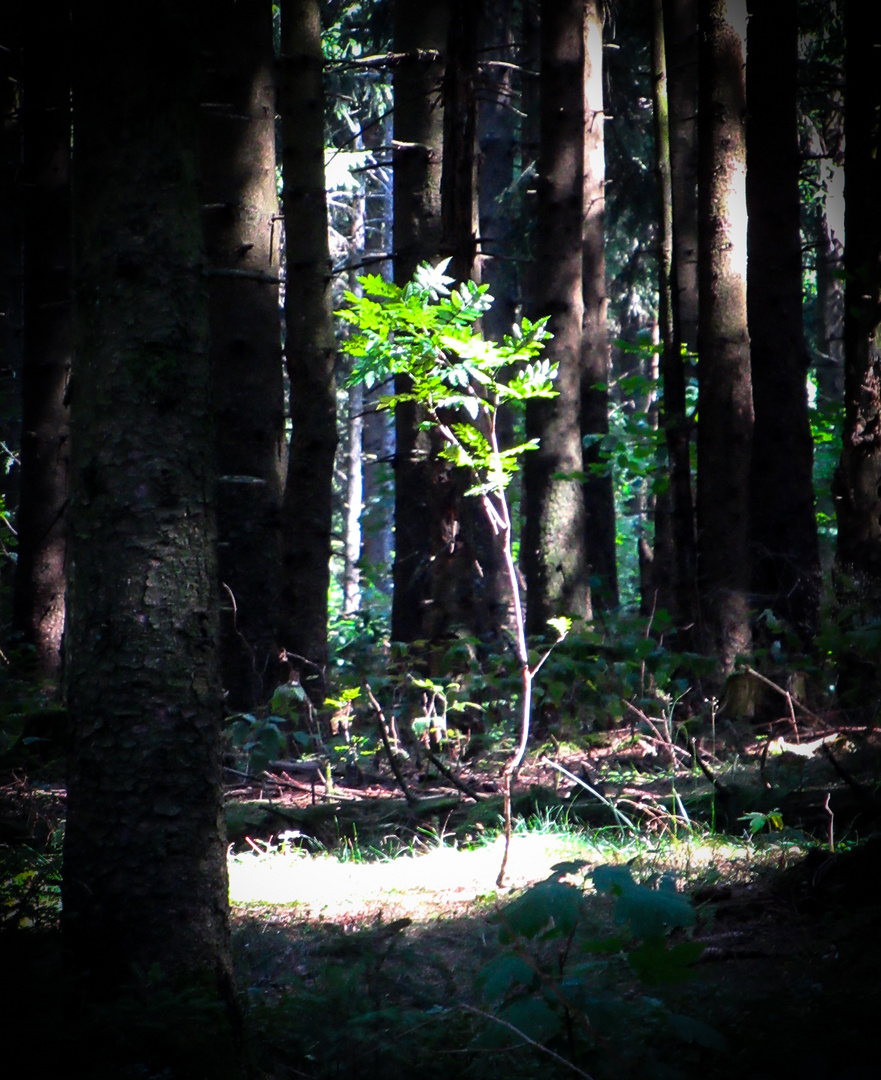 Ein Jüngling im Walde