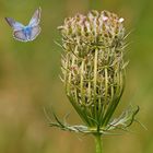 Ein Juli-Foto