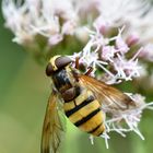 Ein Jumbo unter den Fliegen