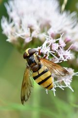 Ein Jumbo unter den Fliegen