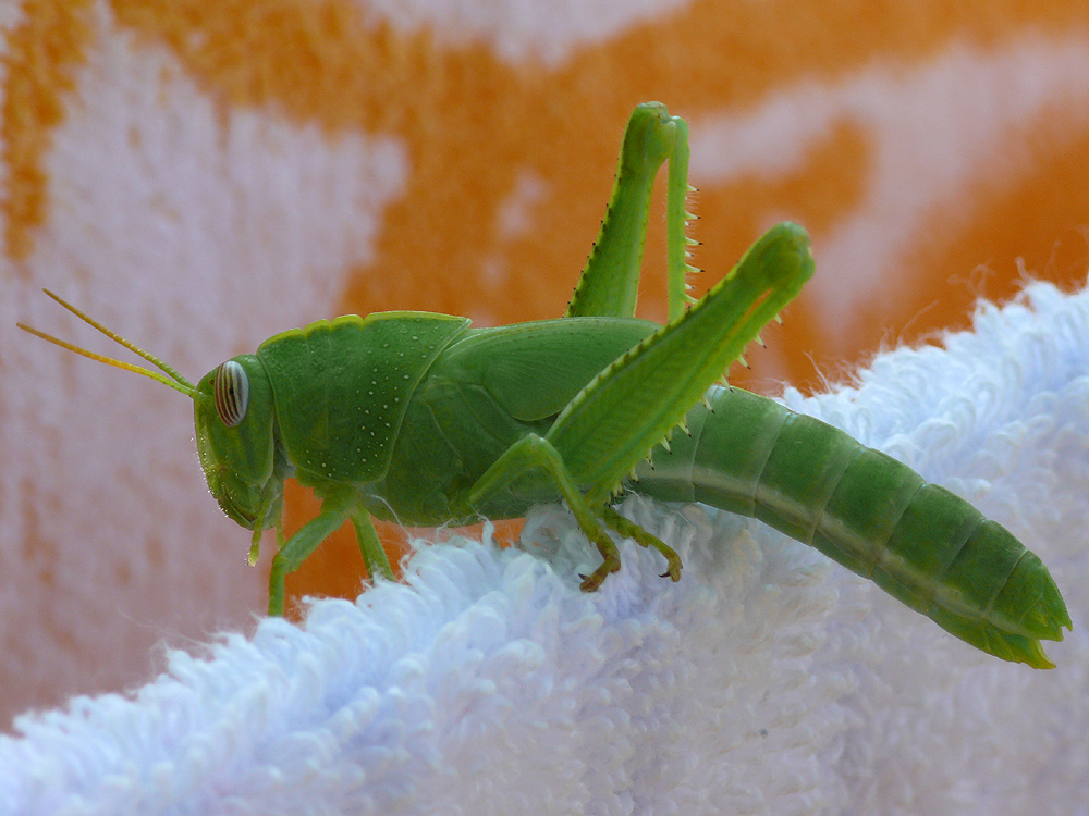 Ein junge Ägyptische Heuschrecke, Anacridium aegyptium