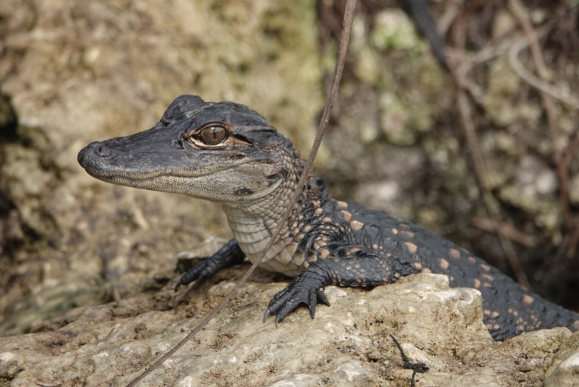 Ein junger Alligator 