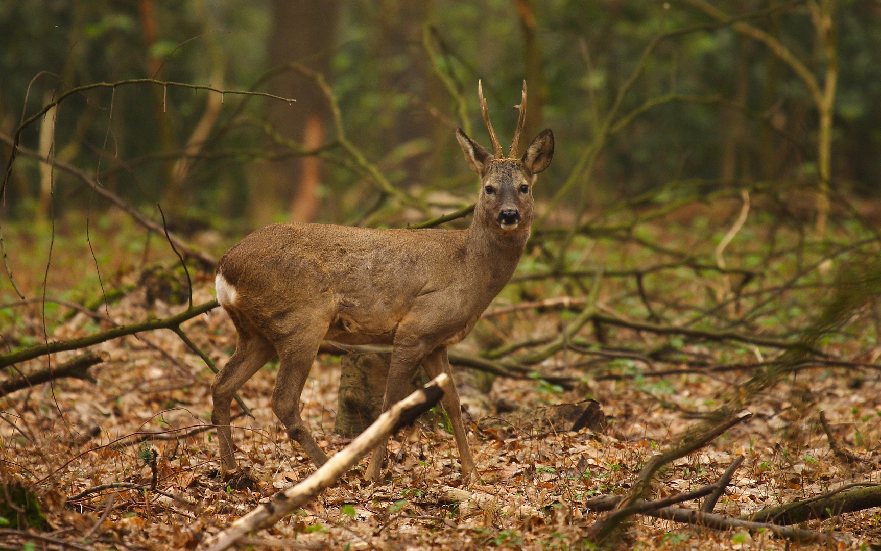 Ein junger Bock