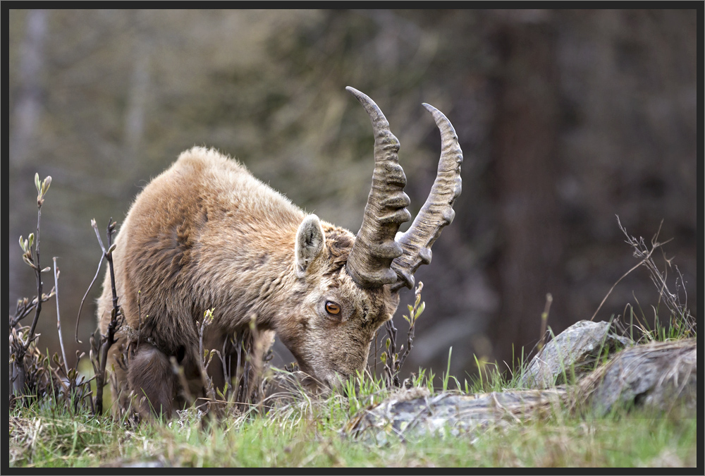 Ein junger Bock