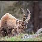 Ein junger Bock