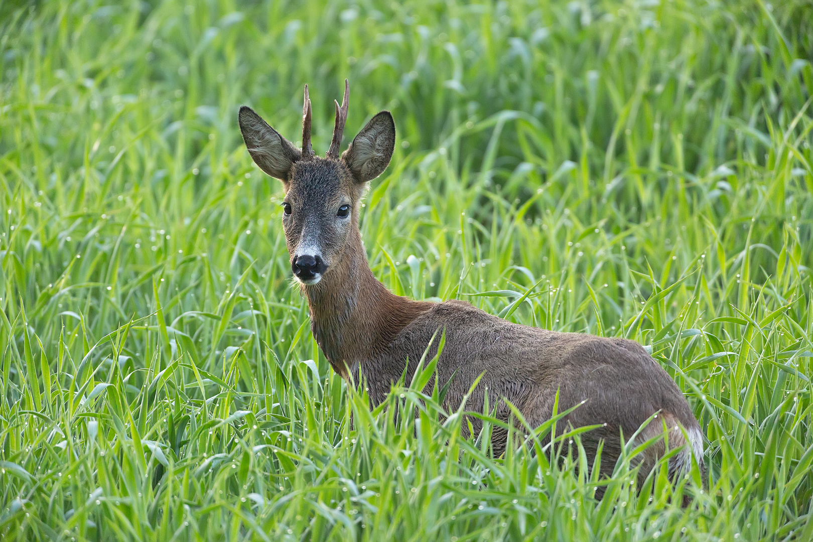 Ein junger Bock 