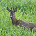 Ein junger Bock 