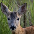 Ein junger Bock