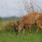 ein junger Bock