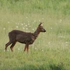 Ein Junger Bock in der Dämmerung