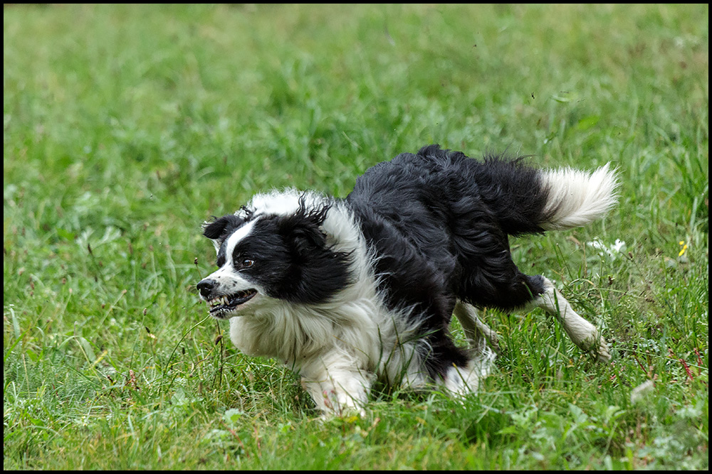 Ein junger Border Collie ...