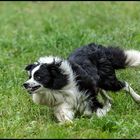 Ein junger Border Collie ...