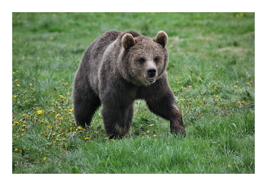 ein junger Braunbär