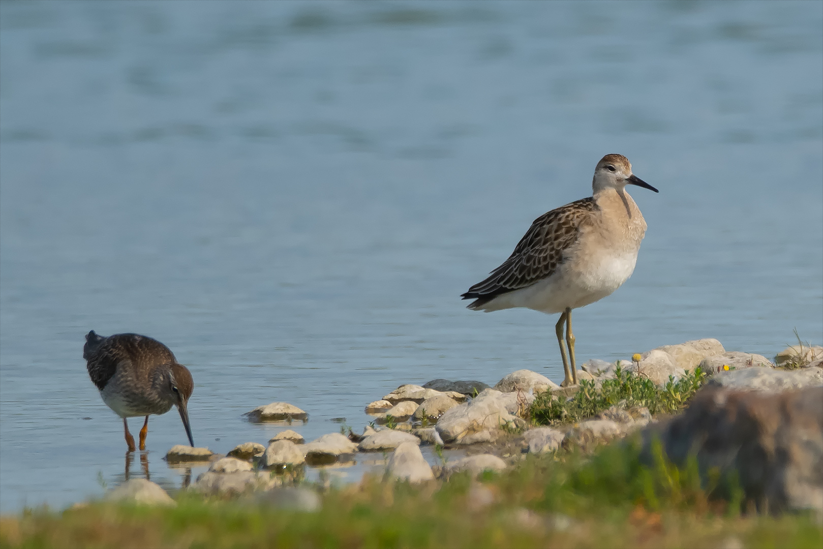 Ein junger Bruchwasserläufer?