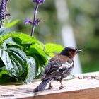 Ein junger Buchfink - Fringilla coelebs