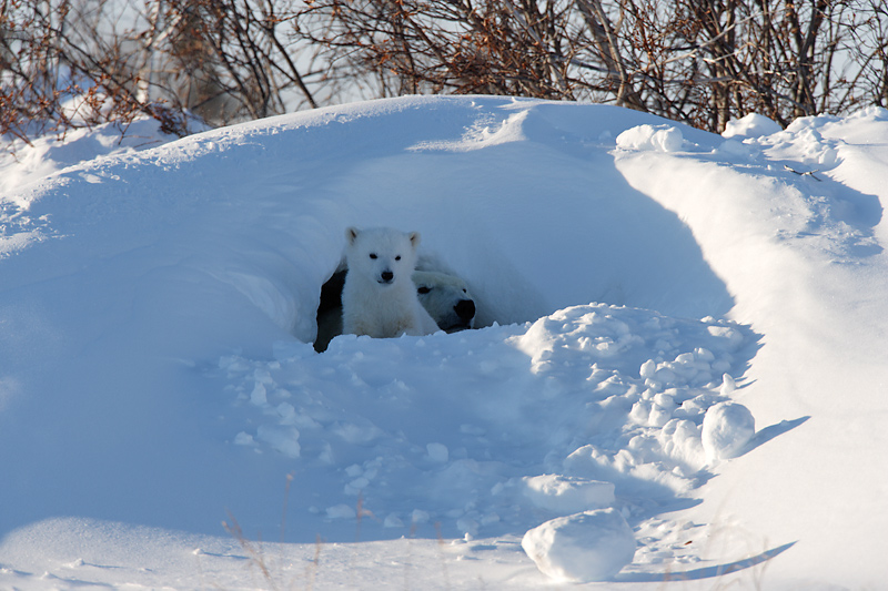 Ein junger Eisbär erblickt zum ersten Mal das Licht der Welt