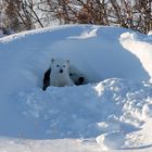 Ein junger Eisbär erblickt zum ersten Mal das Licht der Welt