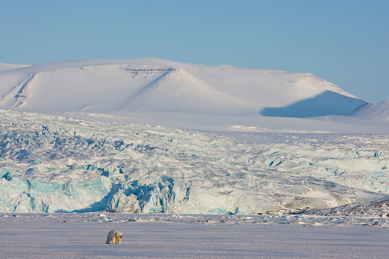 Ein junger Eisbär vor einem Gletscher Spitzbergens