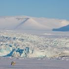 Ein junger Eisbär vor einem Gletscher Spitzbergens