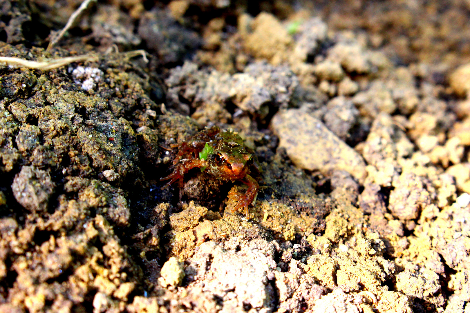 Ein junger Frosch auf Entdekungs Tour