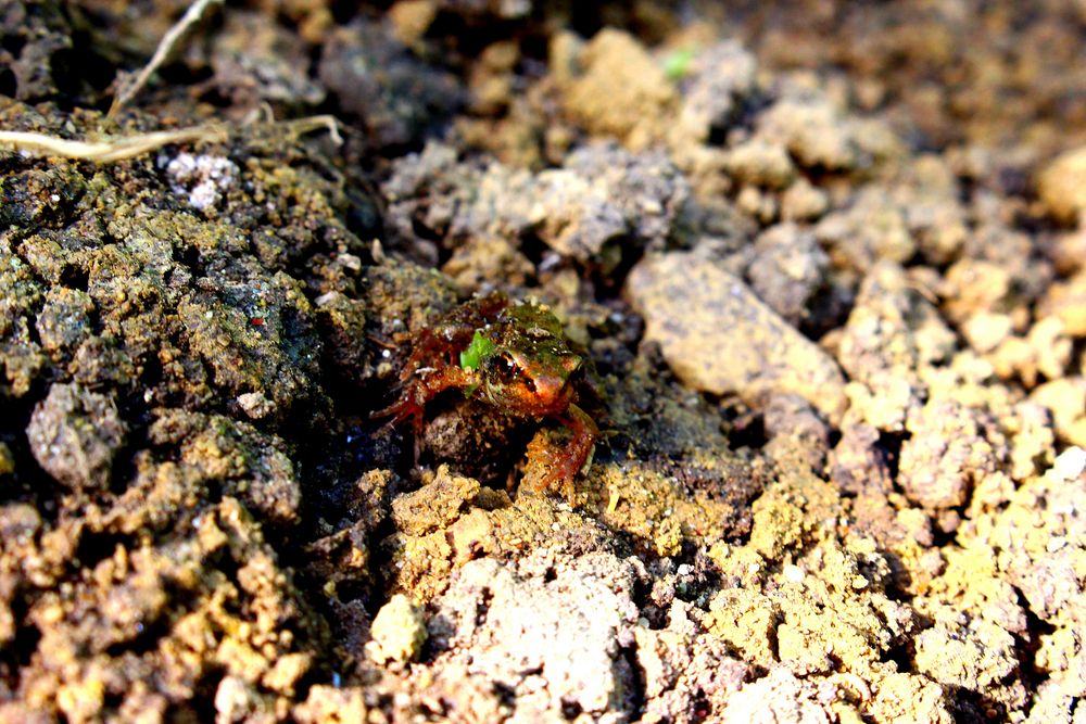 Ein junger Frosch auf Entdekungs Tour