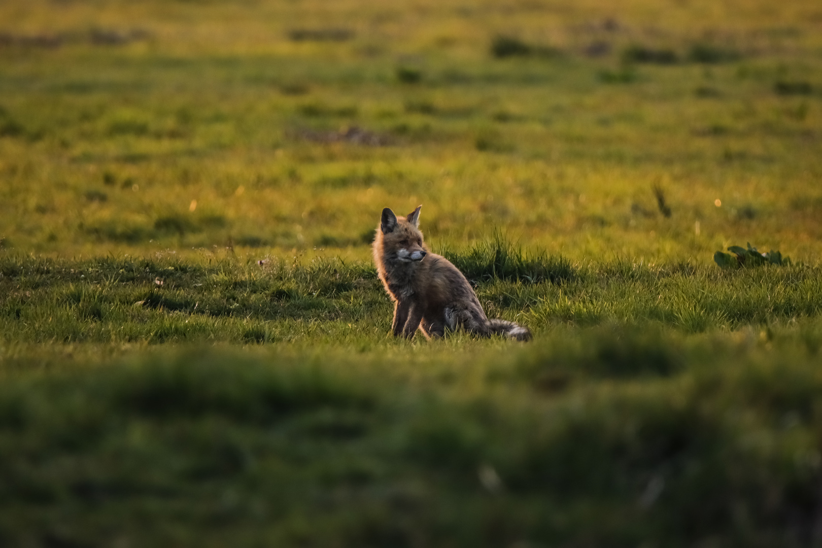 Ein junger Fuchs auf der Wiese