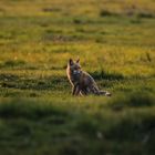 Ein junger Fuchs auf der Wiese