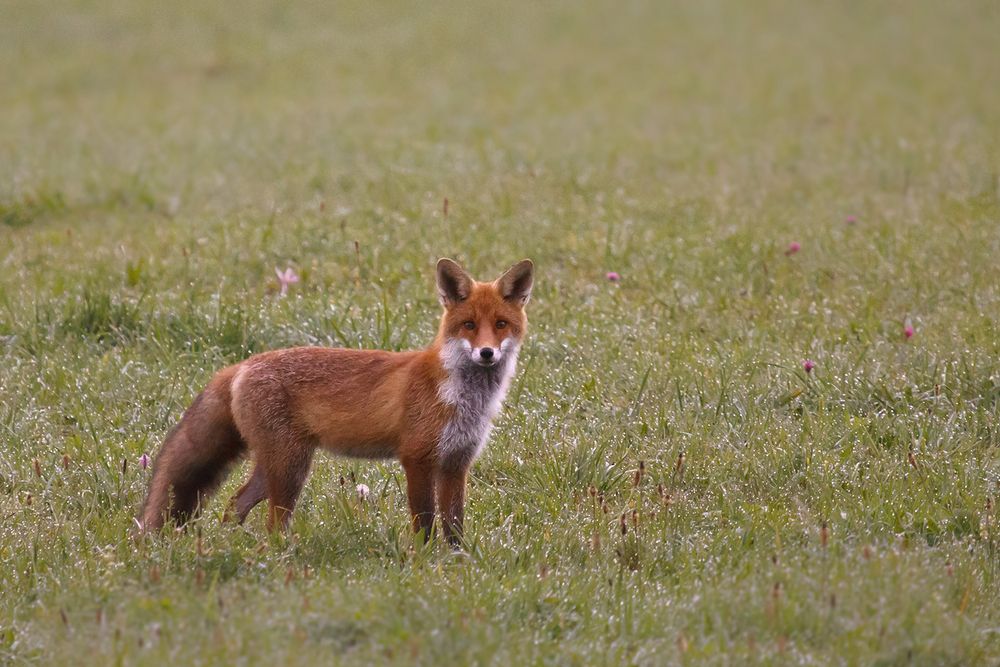 Ein junger Fuchs im Morgentau