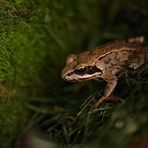 Ein junger Grasfrosch - immer an der Wand lang!!