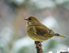 Ein junger Grünfink im Garten