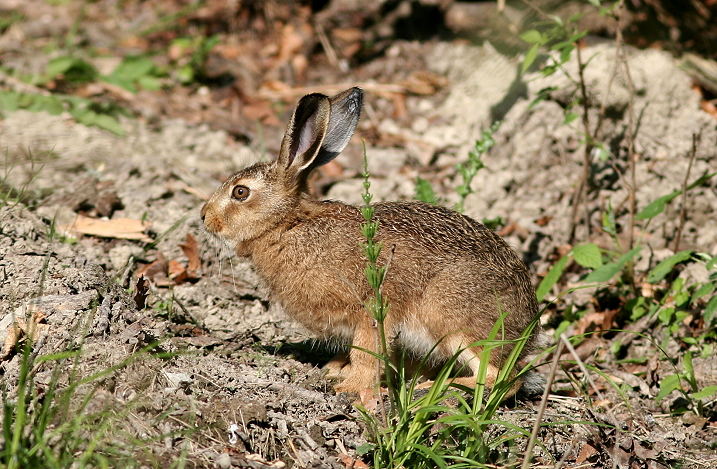 ein junger Hase