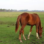 ein junger Hengst auf der Weide ...