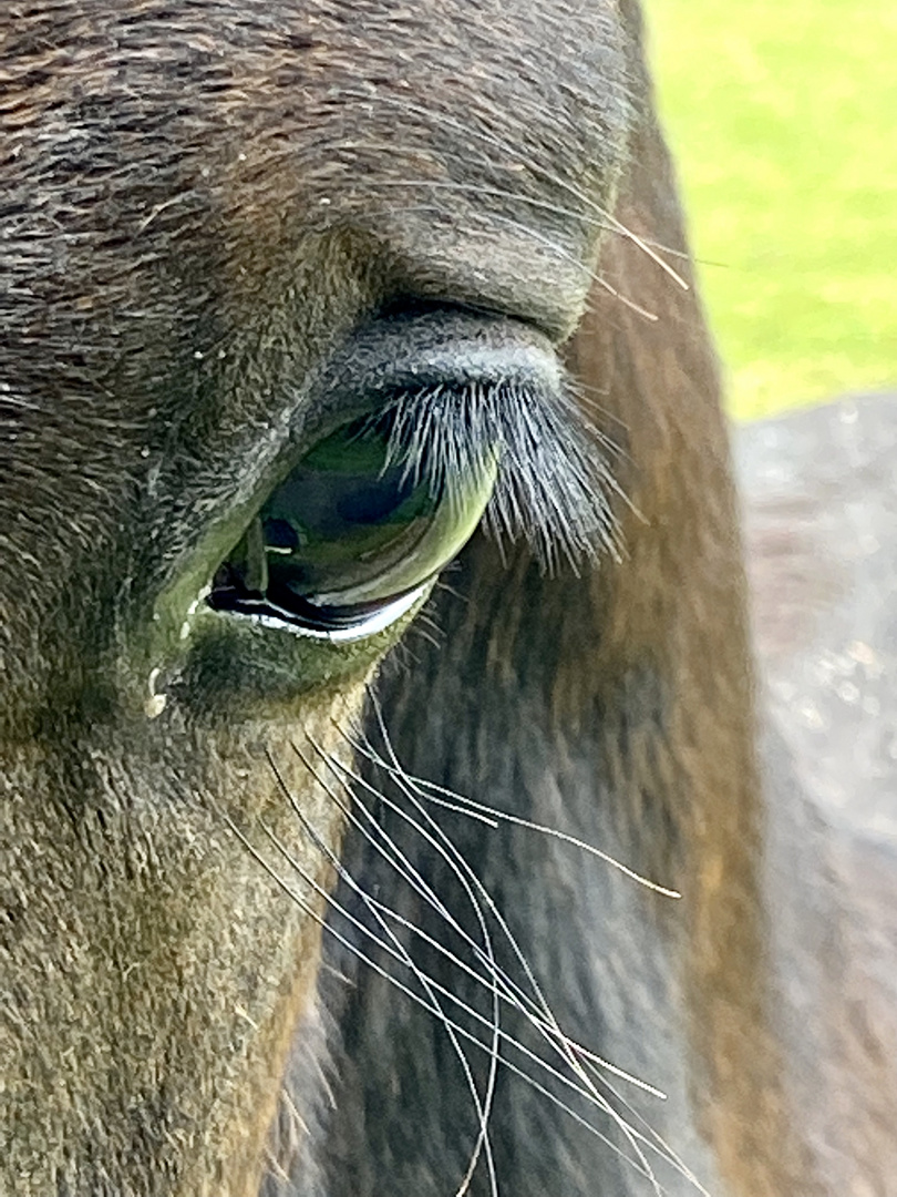 Ein junger Hengst auf einer Koppel bei Bad Wünnenberg