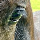 Ein junger Hengst auf einer Koppel bei Bad Wünnenberg