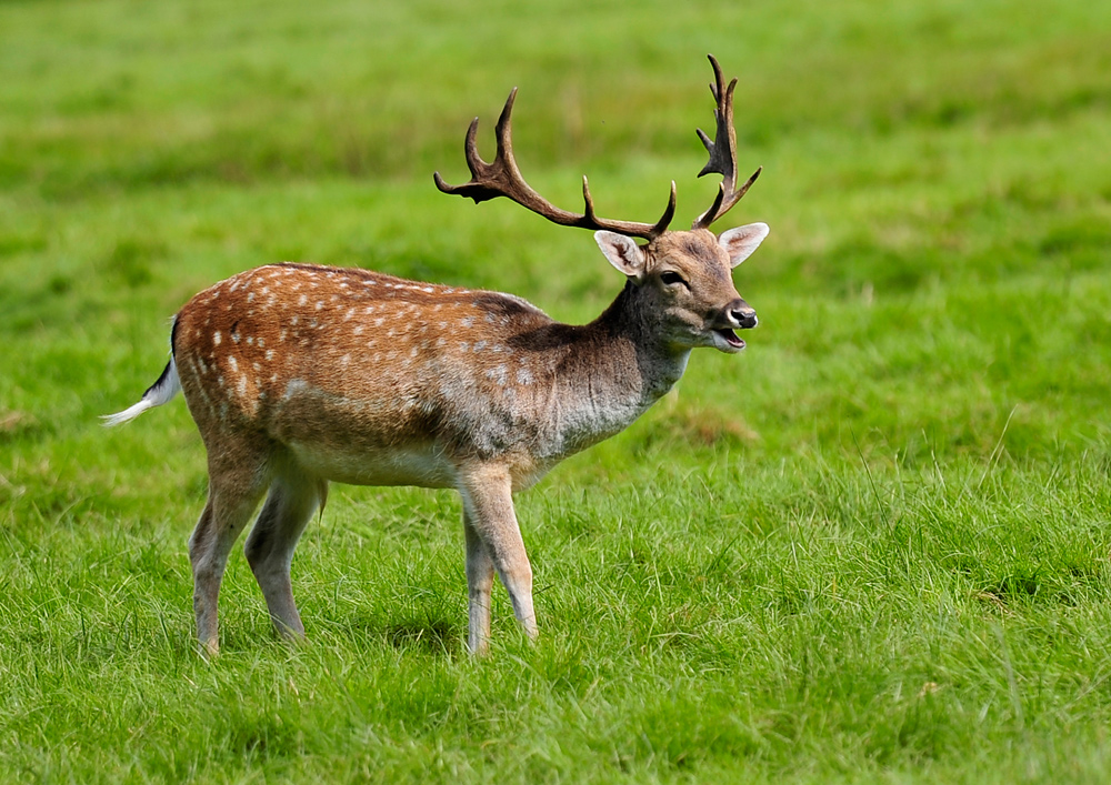 Ein junger Hirsch