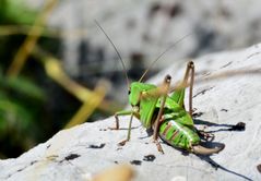 Ein junger Hüpfer...