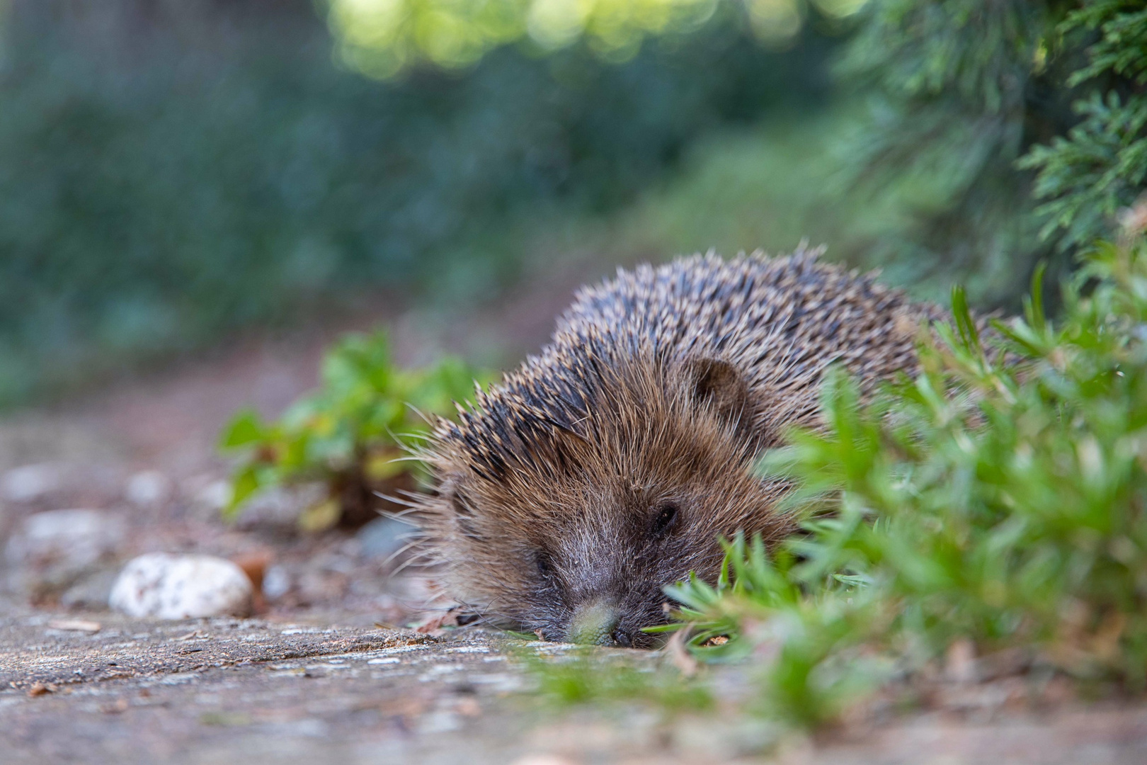 Ein junger Igel am dösen