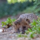 Ein junger Igel am dösen