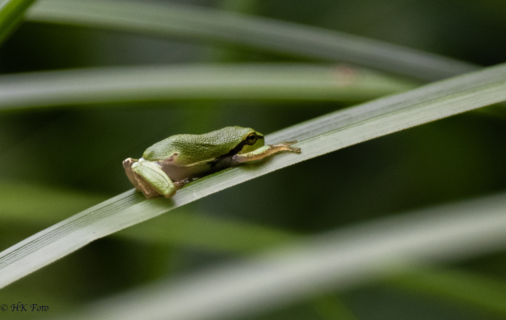 Ein junger Laubfrosch...