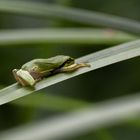 Ein junger Laubfrosch...