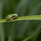 Ein junger Laubfrosch...