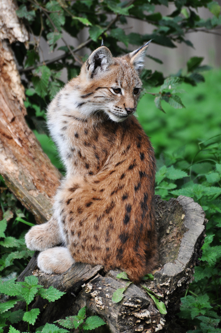 ein junger Luchs