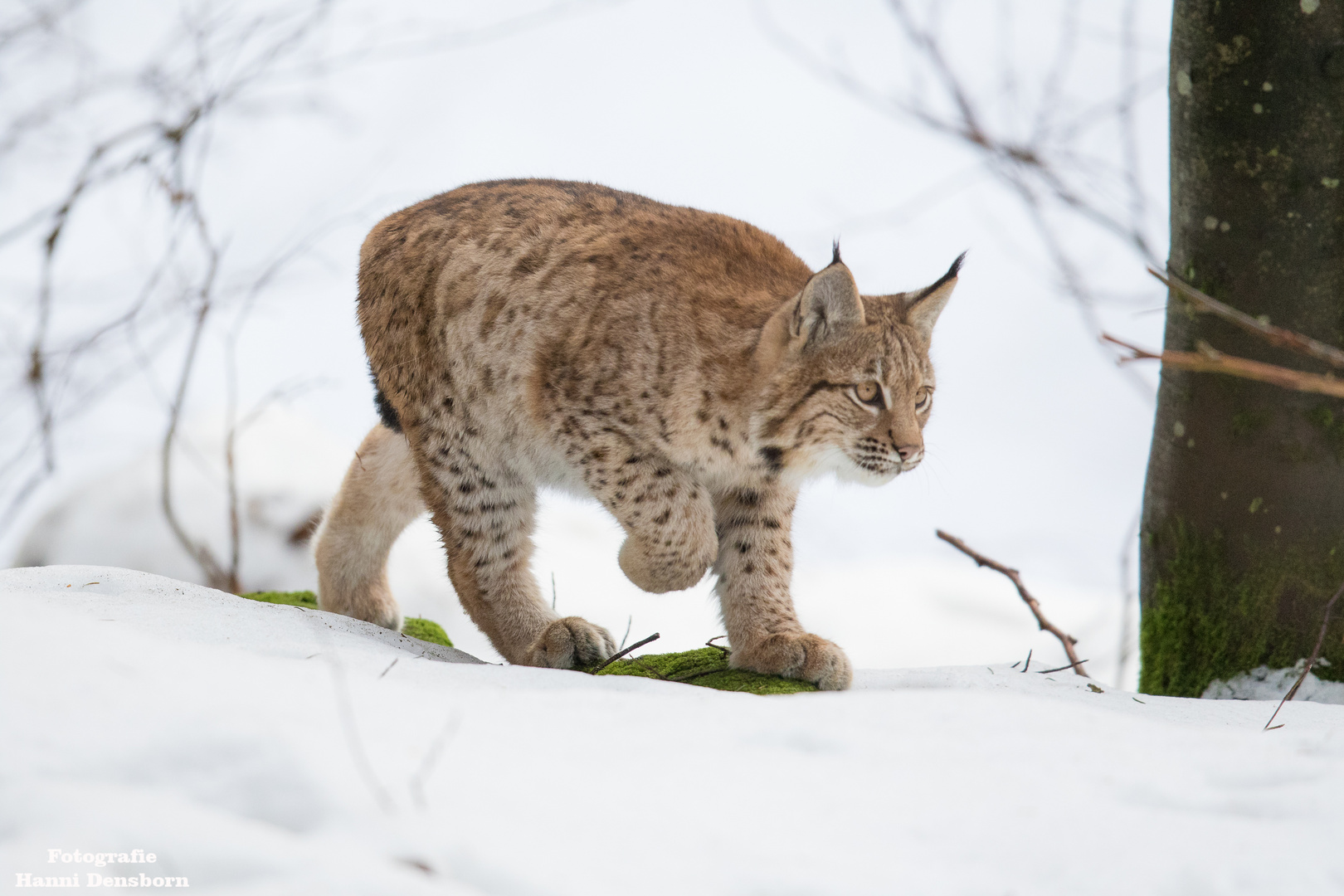 Ein junger Luchs auf der Pirsch