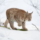 Ein junger Luchs auf der Pirsch