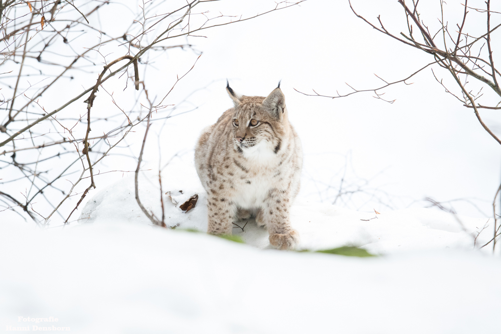 Ein junger Luchs in der Winterlandschaft im Bayerischen Nationalpark.