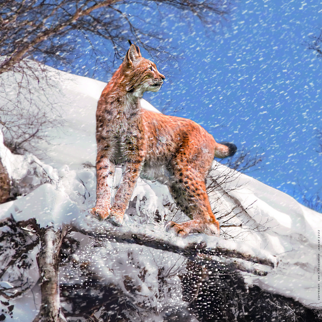 EIN JUNGER LUCHS TROTZT DEM EISIGEN WINTERSTURM.