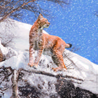 EIN JUNGER LUCHS TROTZT DEM EISIGEN WINTERSTURM.