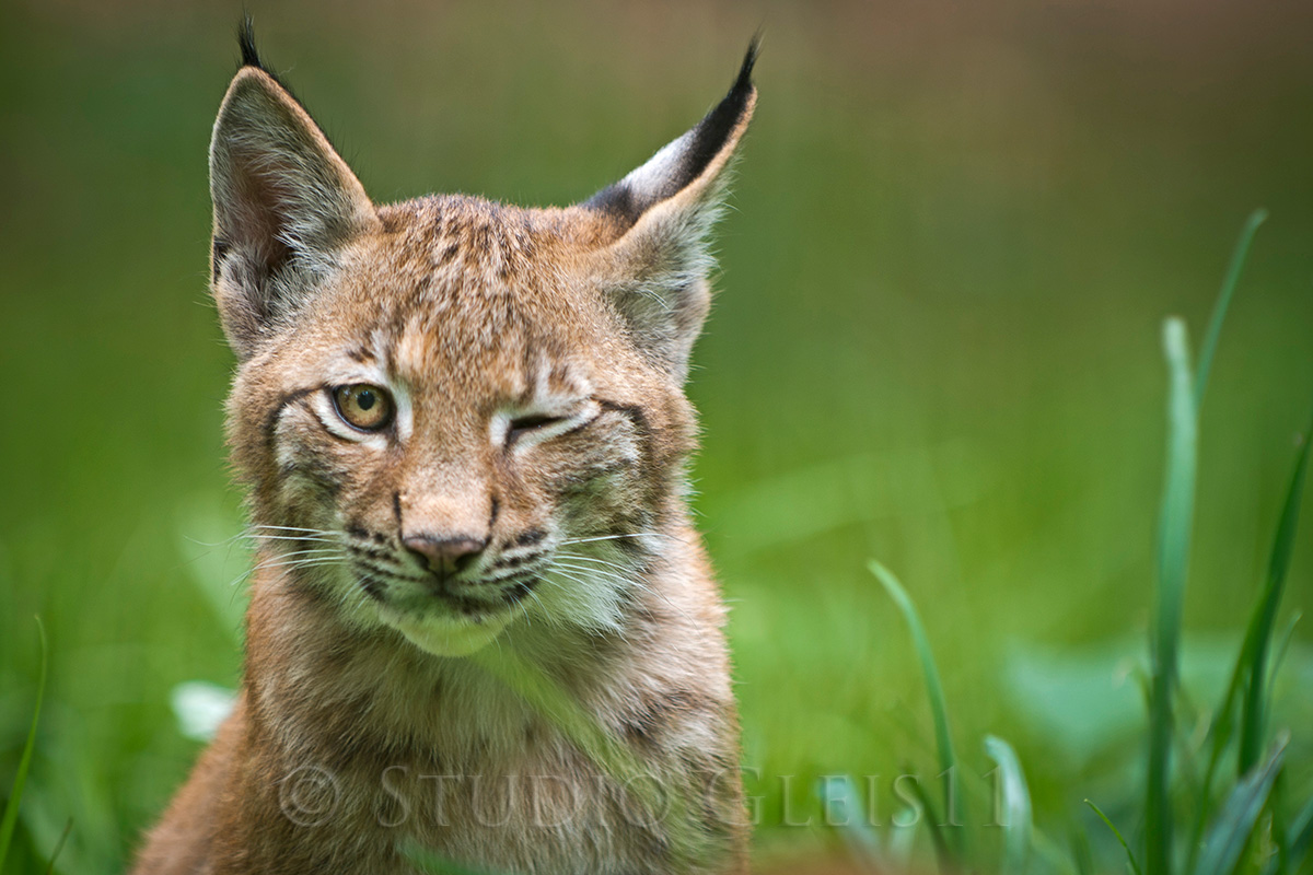 Ein junger Luchs zwinkert uns an