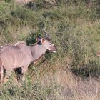 Ein junger männlicher Großer Kudu und eine weibliche Impala-Antilope ...